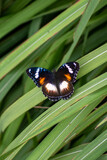 Female butterlfy of Hypolimnas bolina, the great eggfly, common eggfly, varied eggfly, or the blue moon butterfly, is a species of nymphalid butterfly found in Java, Indonesia