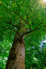Wall Mural - spring forest trees with green leaves, wooden natural background.