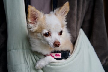 Poster - Chihuahua that fits in a bag