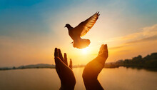 Silhouette Pigeon Return Coming To Hands In Air Vibrant Sunlight Sunset Sunrise Background. Freedom Making Merit Concept. Nature Animal People Hope Pray Holy Faith. International Day Of Peace Theme