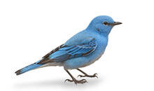 Side View, Adorable Mountain Bluebird Isolated On Transparent Background.