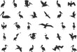 © DesignLands  - Pelican Silhouette, Brown Pelican Silhouette, Pelican Svg, Pelican Silhouettes, Bird Silhouettes, Pelican Vector