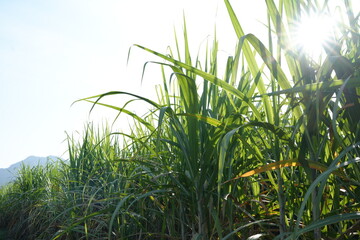 Wall Mural - Sugar cane fields can be used as food and fuel.