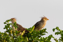 Guira Cuckoo Birds On Tree In The Brazilian Pantanal Of Miranda