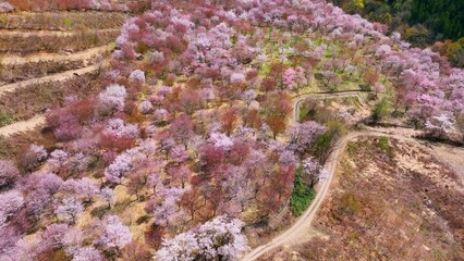 Poster - 桜の咲く庭園の絶景　空撮