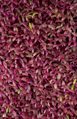 Wall Mural - Healthy food concept, boxes with red amaranth microgreens, super food.