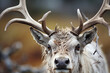 intricate details of a reindeer's antlers in a close-up photo, highlighting their majestic and unique features. Photo