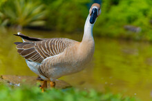 Beautiful Chinese Goose, Swan On A Green Bokeh Background. Portrait Of A Chinese Goose. Chinese Goose Closeup