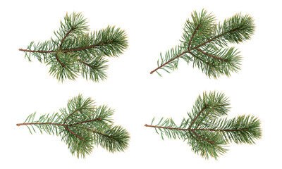 Wall Mural - Branches of a christmas pine on white