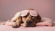 Studio protrait of Cute Labrador Retriever with sleep mask resting on bed. sunglasses, animal portrait, studio shot. Stylish animal posing as supermodel. Concept of recreation.