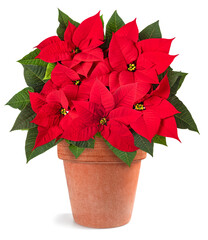 Poster - Red poinsettia plant