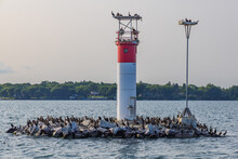 Group Of Double-Crested Cormorants Nesting On A Small Island With A Lighthouse In The Thousand Islands, Canada