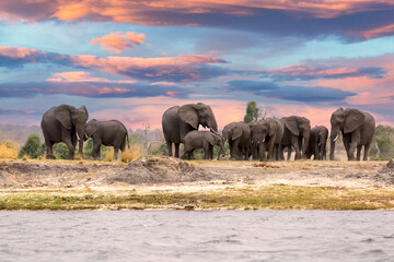 this fantastic sunset painted this herd of elephants who came to dring along the chobe river in deep