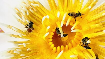 Wall Mural - 4K A swarm of bees foraging on the lotus pollen	