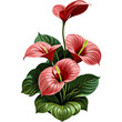 Red Anthurium illustration isolated on transparent background png, clipart for gardening, botanicals, tropical plant, special event, spring, decoration