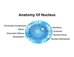 Atom Scientific poster with atomic structure nucleus of protons and neutrons, orbital electrons. Vector illustration. Symbol of nuclear energy, scientific research, and molecular chemistry.