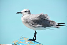 Side Profile Of A Laughing Gull Posing