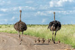 Ostrich (Struthio camelus) male and female with their chiks running on a gravel road in Kruger National Park in South Africa