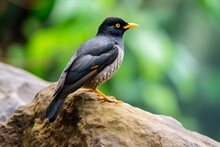 A Common Myna Perched On A Rock
