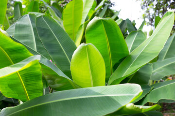 Sticker - Banana tree in the garden