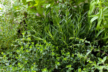Naklejka na meble Fresh herbs in the garden