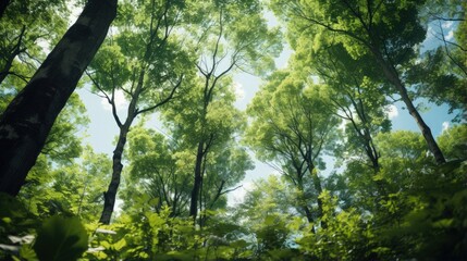 Sticker - Forest, lush foliage, tall trees at spring or early summer - photographed from below