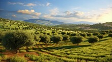 Green Olive Trees Farmland, Agricultural Landscape With Olives Plant Among Hills, Olive Grove Garden, Large Agricultural Areas Of Olive Trees
