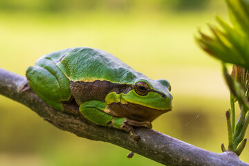 Wall Mural - Hyla arborea - Green tree frog on a stalk. The background is green. The photo has a nice bokeh. Wild photo