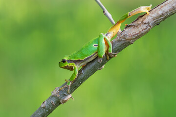 Wall Mural - Hyla arborea - Green tree frog on a stalk. The background is green. The photo has a nice bokeh. Wild photo