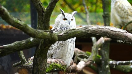 Video of Eurasian eagle owl