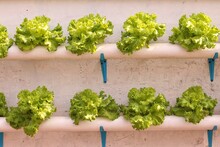 Growth Of Green Curly Lettuce In A Hydroponic Installation