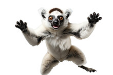 Sifaka Lemur Madagascar's Acrobatic Marvel