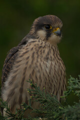 bird of prey