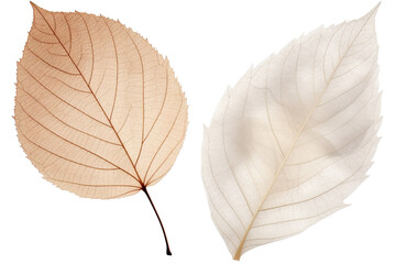 photography of two dried leaf isolated on a transparent background