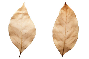 photography of two dried leaf isolated on a transparent background