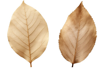 photography of two dried leaf isolated on a transparent background