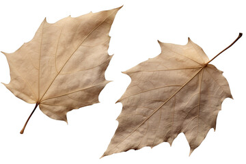 photography of two dried leaf isolated on a transparent background