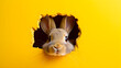 Bunny peeking out of a hole in yellow wall.