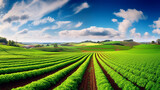 Fototapeta  - Beautiful green fields sown with agricultural crops, straight rows, modern agriculture. Beautiful sky.