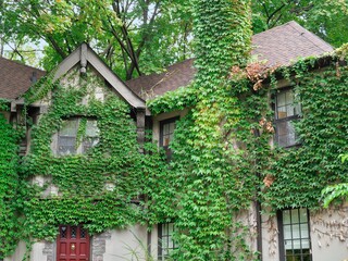 Wall Mural - Old house covered in vines