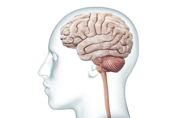 Wall Mural - human brain with cerebellum and brainstem profile view with body accurate 3d rendering illustration.