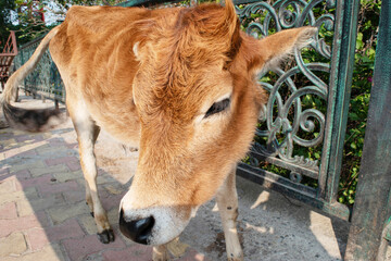 Closeup of cute brown calf