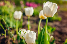 White Tulips Antarctica Growing In Spring Garden. Flowers Blooming Outdoors At Sunset