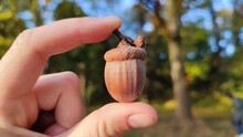 An acorn in a hand. Autumn forest, a park. A female hand hold a single acorn in a hand. Fingers holding one big acorn in a part.