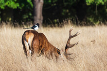 The Red Deer (Cervus Elaphus) Magpie Sitting On His Back