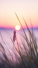 Wall Mural - flowers focus sunset tranquility grace landscape zen harmony calmness unity harmony photography