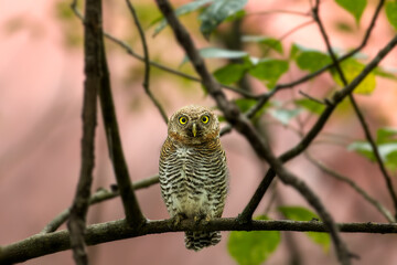 Sticker - Jungle owlet in its habitat under the shadows of trees