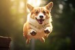 funny smiling welsh corgi pembroke dog jumping at sunset in the forest