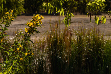 Wall Mural - flowers in the park during an eclipse
