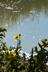 Wall Mural - reflections in a pond